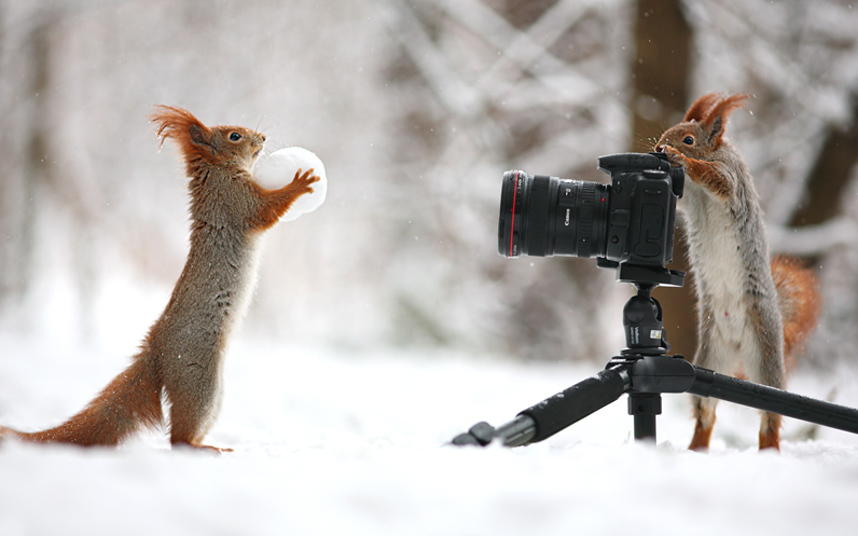 Squirrel photo shoot