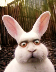 Staring rabbit eyes