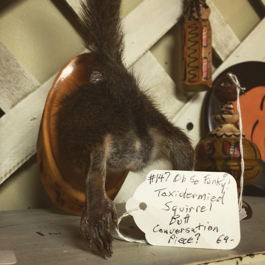 Taxidermied squirrel butt