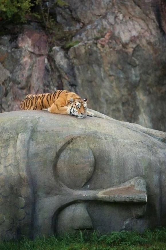 Tiger lying on a sleeping buddha