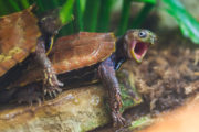 Turtle sex
