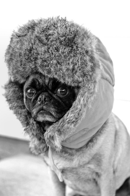A pug in a Russian winter hat
