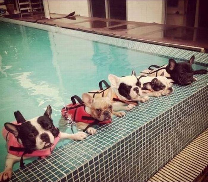 Frenchie pool party