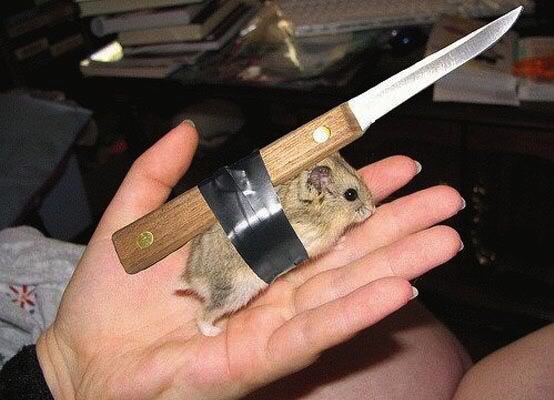 Hamster knife fight participant