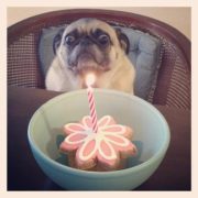 Happy birthday pug!