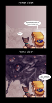 Human vs cat vision