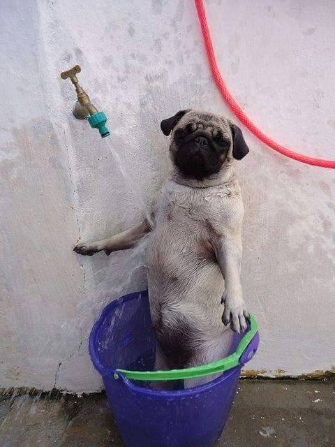Pug shower time