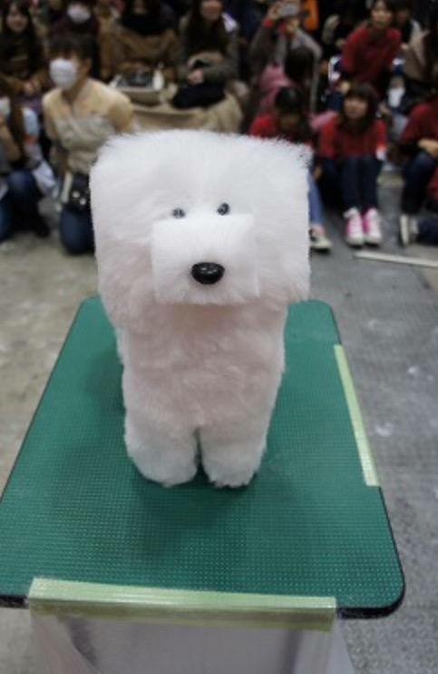 So there is a trend in Japan to shave dogs’ fur into cubes…