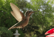 Floating hummingbird