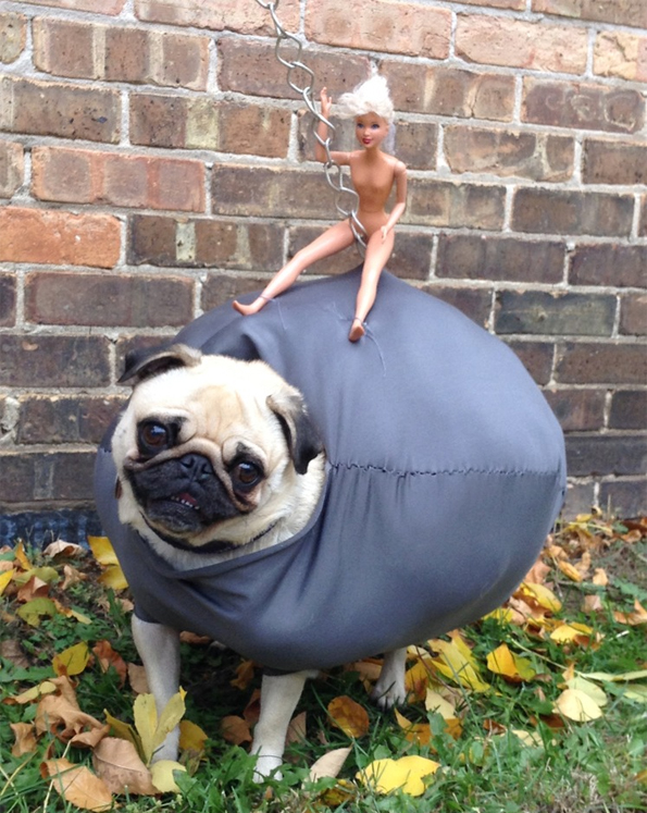 I came in like a wrecking ball [pug edition]