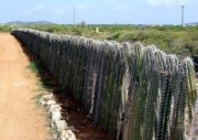 Cactus Fence