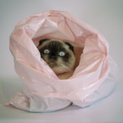 Cat in a sack