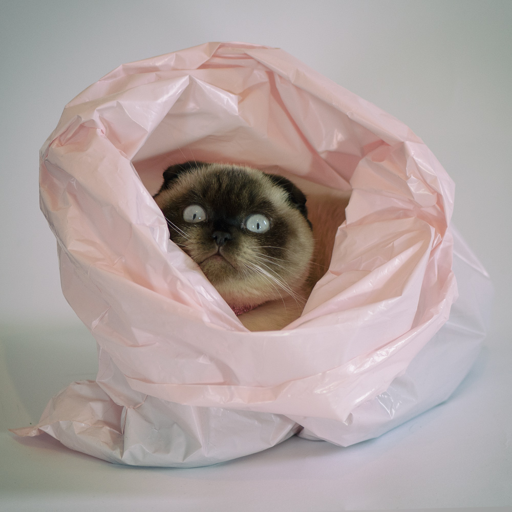 Cat in a sack