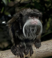 Tamarin Monkey