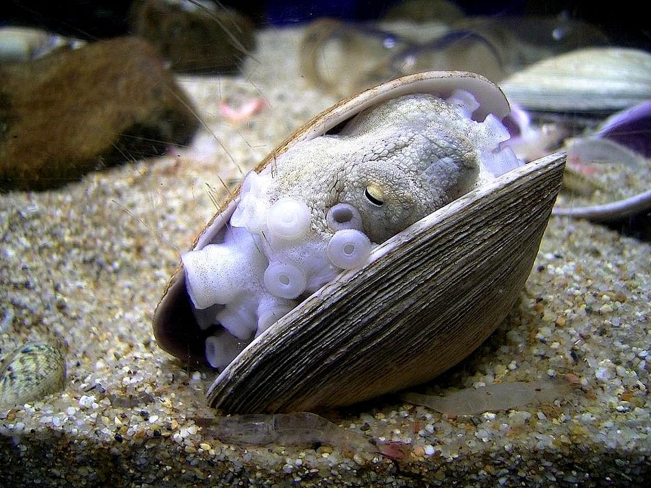 Fake clam