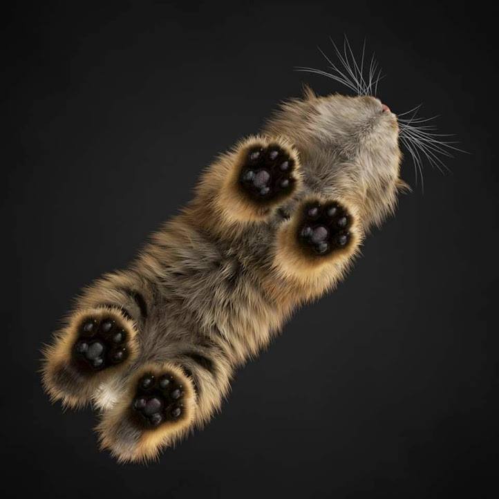 cat toe