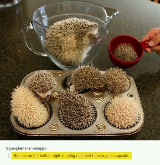 Hedgehog cupcakes