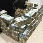 Money fort for a cat