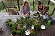 Parrot Dinner