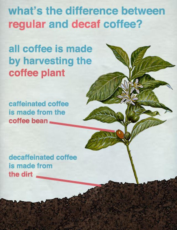 Difference between regular and decaf coffee