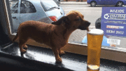 Doggy loves beer!