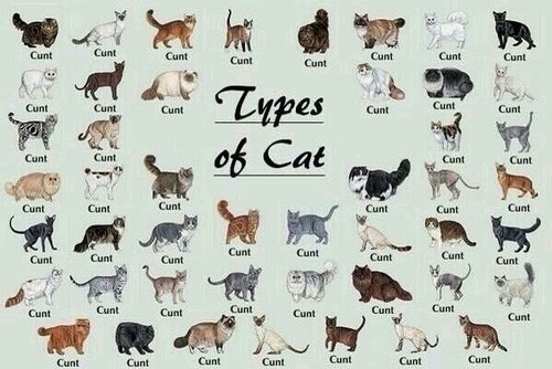Types of cat