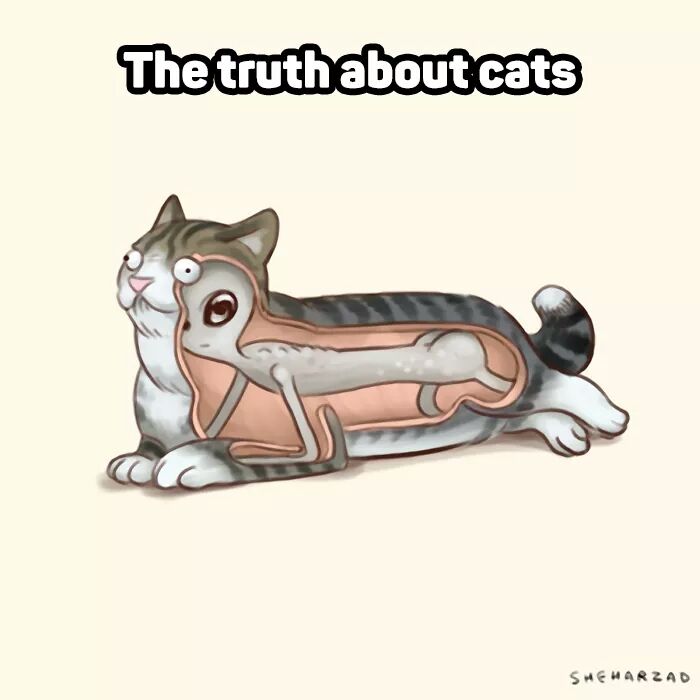 The truth about cats