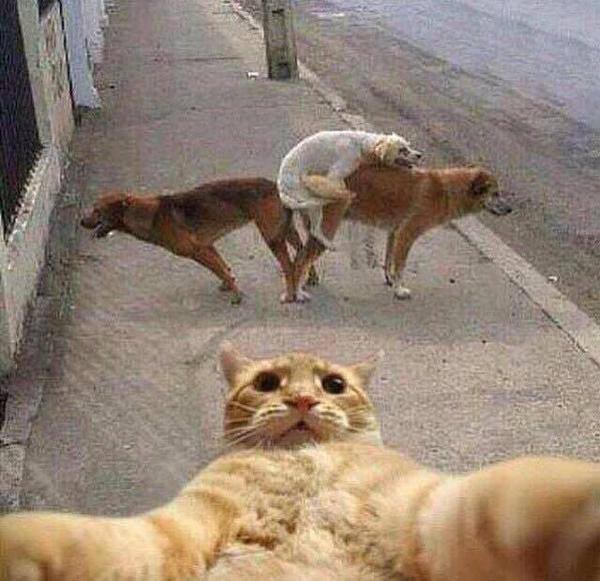 Cat selfie at dog orgy!