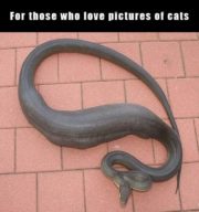 For those who love pictures of cats