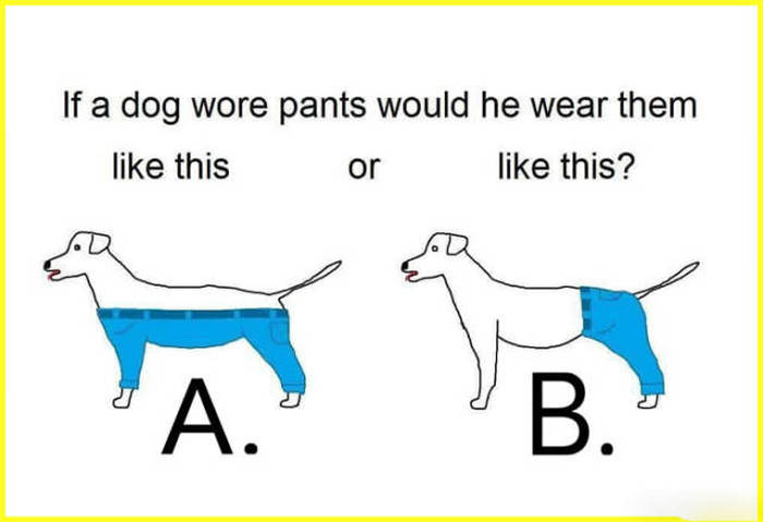 If a dog wore pants