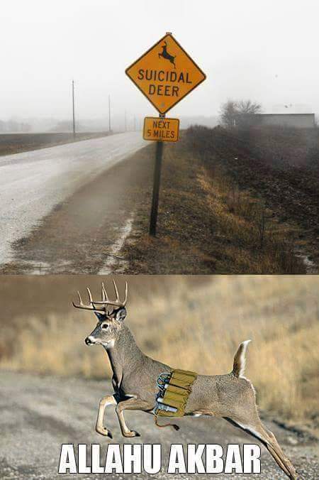 Allahu Akbar! Suicidal Deer!