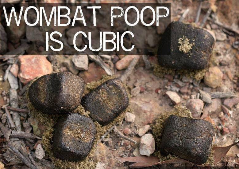 Wombat poop is cubic