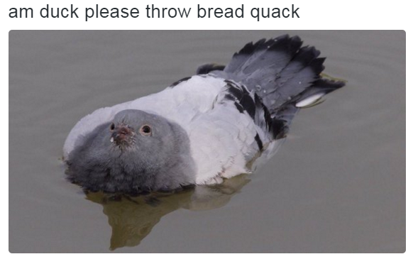 Am duck please throw bread quack