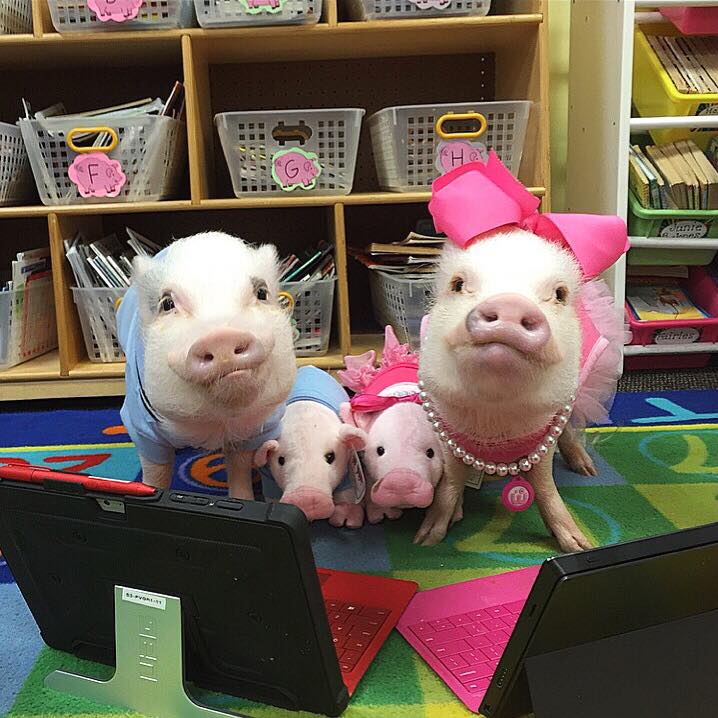 Cute piglet family