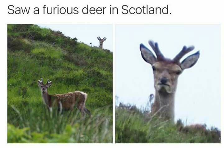 Furious deer in Scotland
