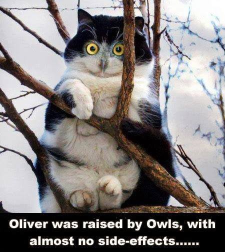 Raised by owls