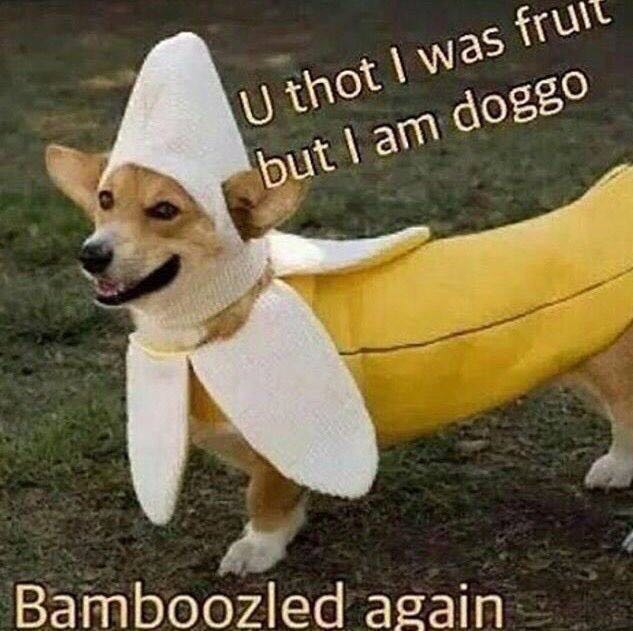 Banana doggo