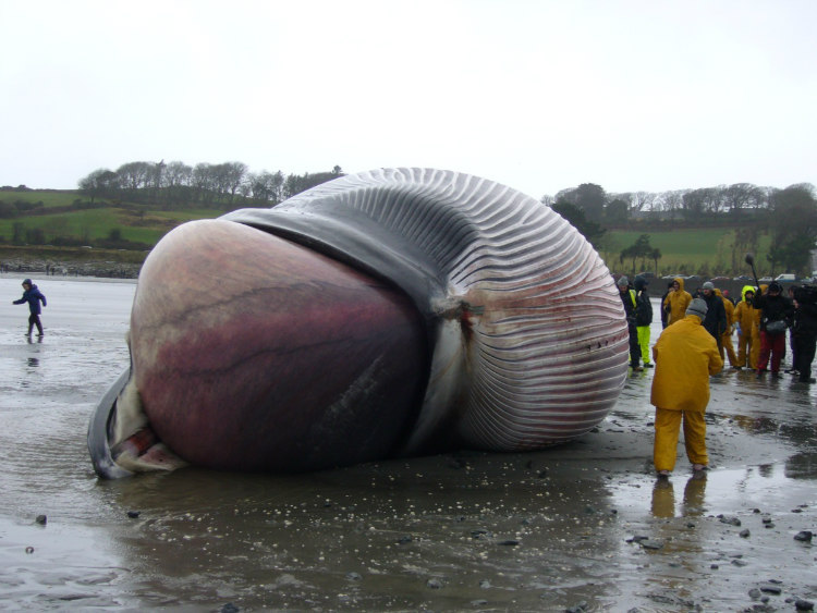 Dead whales that wash up to the beach can bloat so large that the pressure can cause it to explode splattering all its innards out. On Newfoundland’s beach a stranded blue whale was found dead. The tongue of this 50-feet long whale as seen in the image above was bloated to immense proportions.