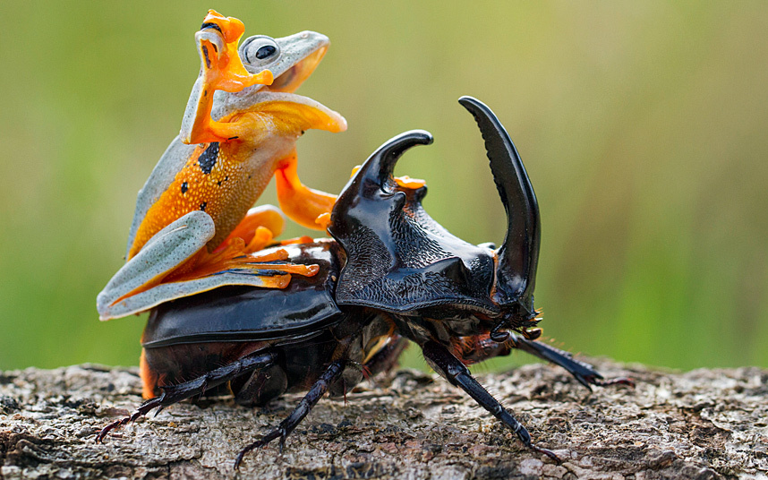 Frog rodeo