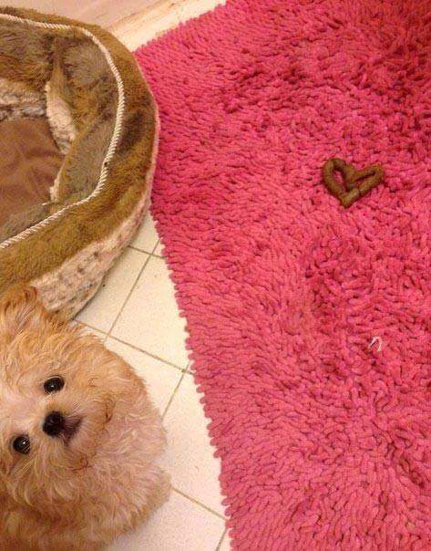 Little puppy’s creative expression of love
