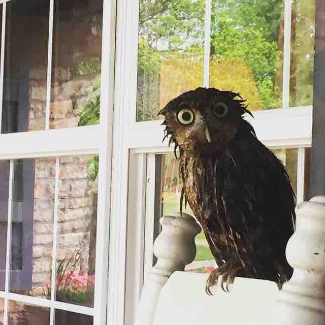 Owl That Showed Up After Heavy Rain
