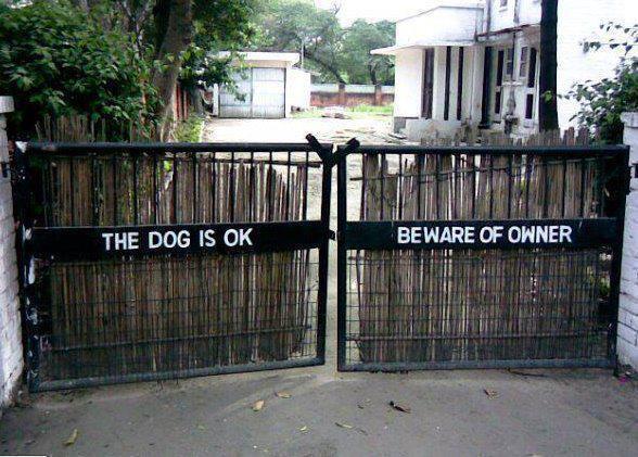 The dog is ok. Beware of owner.