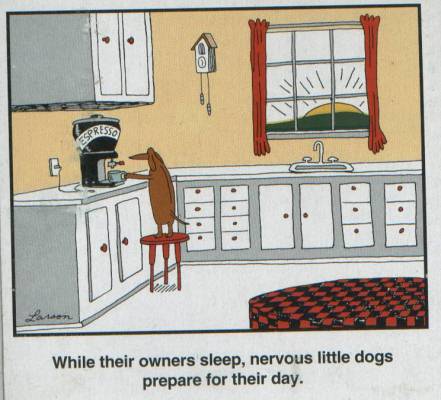 While dog owners sleep…