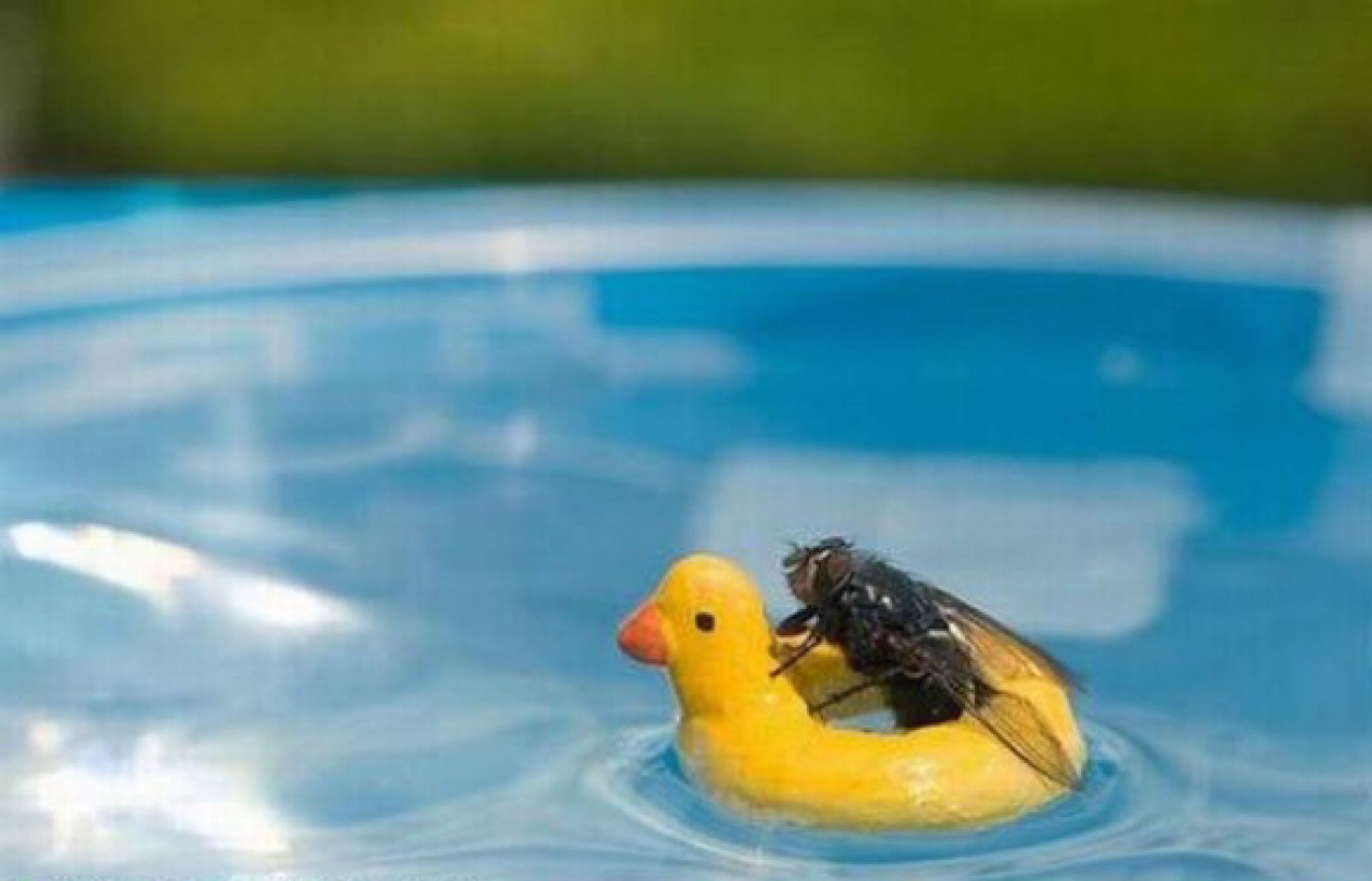 I’ll tolerate a few flies around the pool, but this is ridiculous
