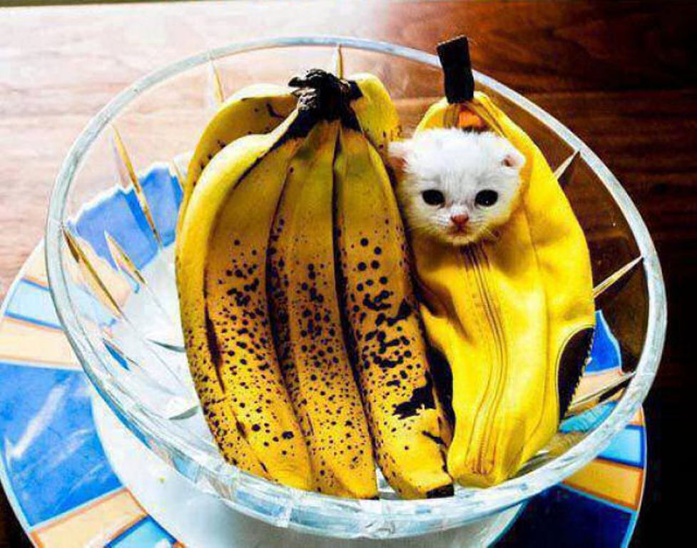 Banana-cat