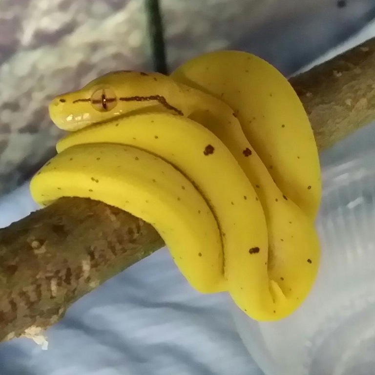 Snake bananas!