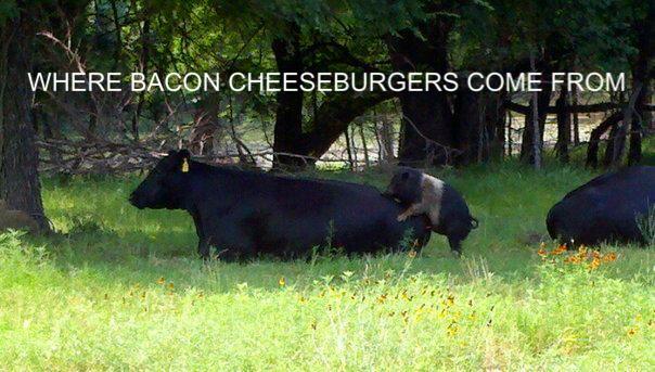 Where bacon cheeseburgers come from