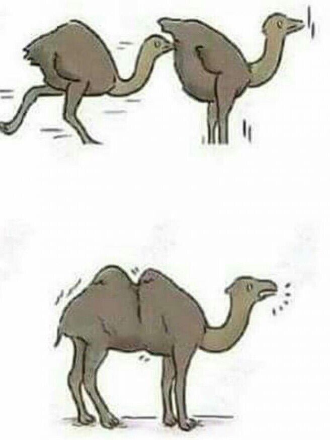 Anatomy of a Camel
