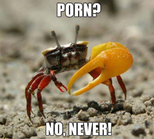 Porn crab