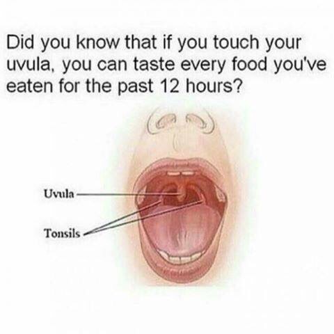 What happens if you touch your uvula…
